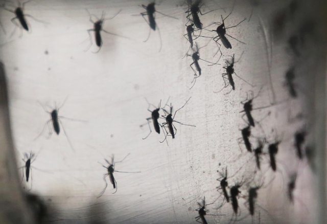 zika-virus-mosquitos.jpg