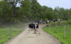 photo of cattle being herded
